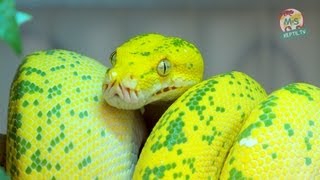 Reptil TV  Folge 50  Morelia viridis  Chondro  Grüner Baumpython  Teil 1 [upl. by Krock]