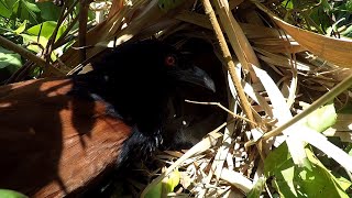 Greater Mom Coucal Bird brings food to feed her babies in their nest P71 birdslover [upl. by Mychal924]