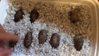 Caring for Leopard gecko eggs [upl. by Schach]