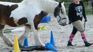 Gelassenheitstraining in Ostfriesland Pferdegerechte Ausbildung [upl. by Tecu]