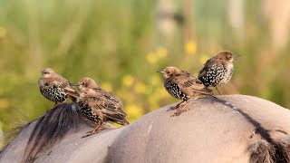 European Starlings and Horses [upl. by Walters]