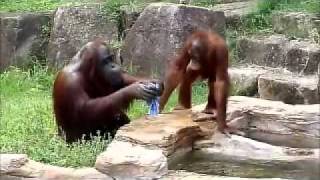 Komik Maymunun  Islak Havlu  Çok Komik VERY FUNNY ORANGUTAN COOLS OFF [upl. by Ibbetson633]