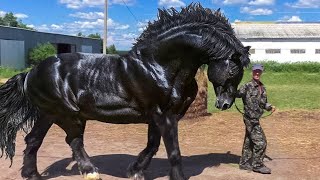 Most Powerful Horse Breed in the world [upl. by Enenaej]