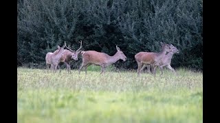 2024 10 01 cerf biche daguet [upl. by Silda165]