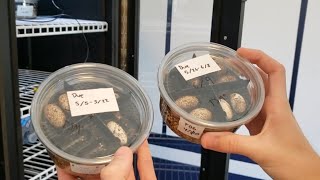 Collecting and Incubating Leopard Gecko Eggs [upl. by Thecla]