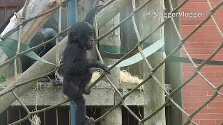 Baby Bonobo Getting Some Climbing Practice [upl. by Lam]