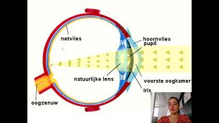 Samenvatting Waarnemen Regeling amp Gedrag 3 VMBO Biologie Voor Jou MAX [upl. by Waly]