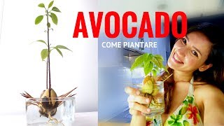 COME PIANTARE SEME AVOCADO  RICETTE DI GABRI Kitchen Brasita [upl. by Gervais]