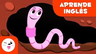 Los gusanos para niños EN INGLÉS  Animales invertebrados  Ciencias naturales para niños [upl. by Gladdy869]