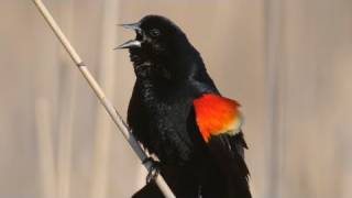 How Nature Works Redwinged Blackbird Display [upl. by Benjamen]