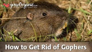 How to Get Rid of Gophers [upl. by Gundry]