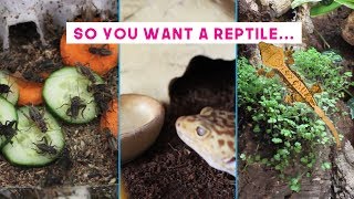 Caring For Reptiles  Day to Day Maintenance [upl. by Edasalof95]