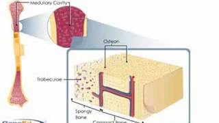 Bone anatomy [upl. by Punak]