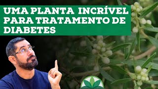 Alecrimdocampo  O tratamento Natural para Diabetes [upl. by Nivlen]