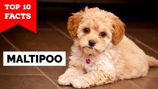 Maltipoo  Top 10 Facts [upl. by Harli707]