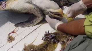 Rescate tortuga Golfina  Olive Ridley rescue [upl. by Alrac]