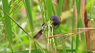 Grey Seedeater  Sporophila intermedia  aves del guaviare  amazonia birding [upl. by Deeraf606]