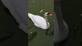 Cisnes blancos 🦢🦢 en la laguna Parque la muralla [upl. by Yltneb405]