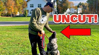 How to train a German Shepherd Puppy Obedience No Editing [upl. by Nauht328]