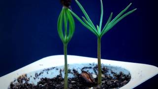 Tree seedling time lapse  Pine amp Chestnut [upl. by Maclaine280]