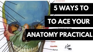 5 WAYS TO ACE YOUR ANATOMY PRACTICAL [upl. by Haymes671]