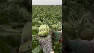 We watch this skilful artisan cut perfect artichoke hearts at an amazing speed ❤️💨 [upl. by Felicia965]