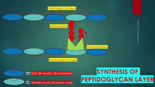 PEPTIDOGLYCAN SYNTHESIS IN BACTERIAL CELL WALL IN ENGLISH [upl. by Noir]