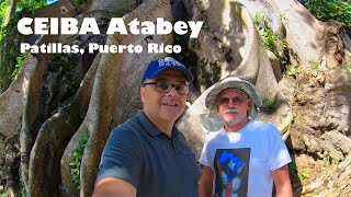 Gigantic Ceiba Tree in Patillas Puerto Rico [upl. by Lesli315]