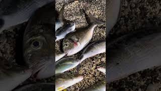 Dopo tanti CAPPOTTI … fishing pescasportiva surfcasting mare [upl. by Lap]