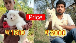 Pomeranian dog price difference in India [upl. by Anoli831]