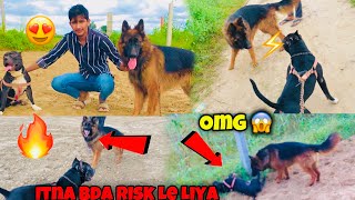 Pitbull Vs German Shepherd 😨 First time Itna Bda Risk Le Liya 😱  Import Line German Shepherd [upl. by Januisz]