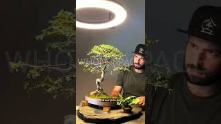 Bonsai trees science sciencefacts [upl. by Anton]