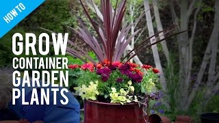 How To Grow Pot Plants in a Container Garden [upl. by Yarg726]