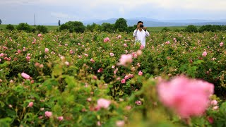 불가리아 카잔루크 장미축제 장미 따기 체험사진  Rose Festival Rose harvest Kazanlak BulgarianPhoto [upl. by Kimble]