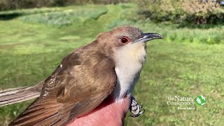 Blackbilled Cuckoo  Nature Near You [upl. by Abagael]