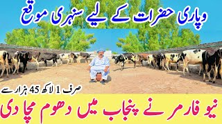 Australian Friesian Heifers For sale  jersey Cross  Pakistan Dairy Farm [upl. by Kho]