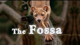 What are they wild animal fossamadagascar Fossa rare animal fossa [upl. by Rapsag]