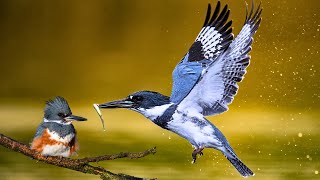 Belted Kingfisher Master of Aerial Fishing [upl. by Imotih]