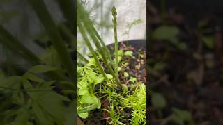 1st Year 1st Try ASPARAGUS asparagus asparagusfern growfood lifequote lifequotes4u citygarden [upl. by Jerrine631]