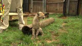 Savanna Cheetah Cub and Puppy Max Play  Cincinnati Zoo [upl. by Abrahamsen]