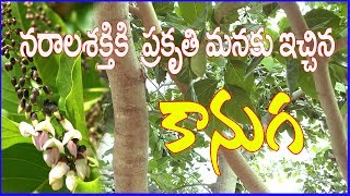 కానుగ చెట్టుప్రకృతి మనకు ఇచ్చిన వరంMillettia pinnata kanuga treeMedicinal Plant Herbal Chitka [upl. by Occir]