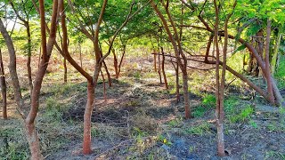 Brazilian Rosewood Dalbergia Nigra Plantation in the Amazon [upl. by Jonie]