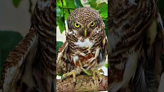 Burrowing Owls Intense Gaze  Fascinating GroundDwelling Raptor Facts [upl. by Gilli]