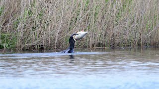 Cormorant eating a very big fish [upl. by Marchal279]