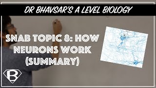 SNAB topic 8 how neurons work summary [upl. by Fagin]