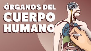 Órganos del cuerpo humano [upl. by Nyladnewg658]