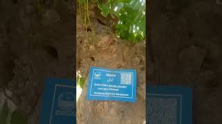 sukahchain  sukhchain tree  shady tree of punjab  Brilliant House Plant [upl. by Adelric]