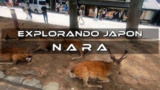 Japon vlog Un dia en Nara Jugando con los famosos ciervos deambulantes [upl. by Tarsus404]