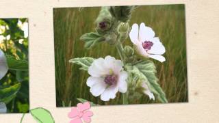 Алтей лекарственный Althaea officinalis [upl. by Lebazi]