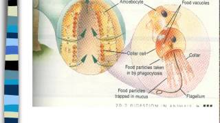 Phylum Porifera and Cnidaria [upl. by Lrac]